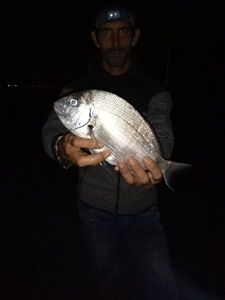 White Seabream