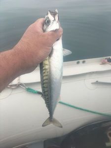 Mackerel