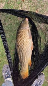 Common Carp