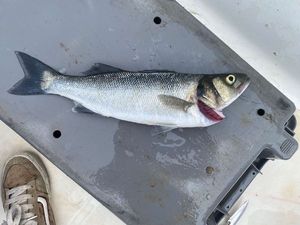 European Bass (Seabass)