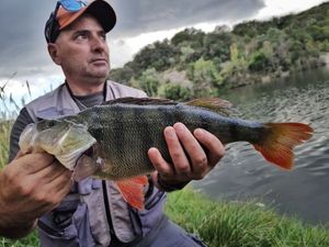 European Perch