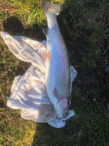 Rainbow Trout