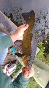 Tench