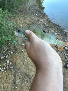European Perch