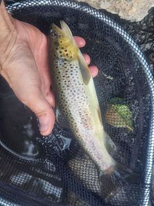 Brown Trout