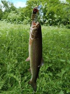 Rainbow Trout