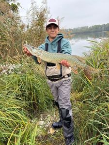 Northern Pike