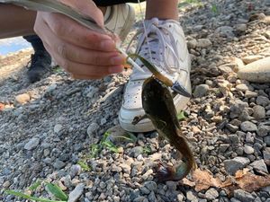 Black Bullhead