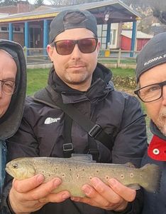 Brown Trout