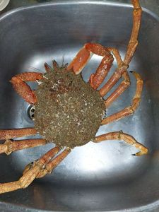 Araignée de Mer Atlantique