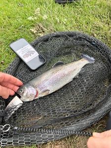 Rainbow Trout