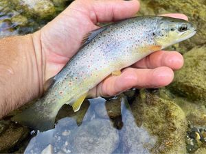 Brown Trout