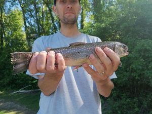 Brook Trout