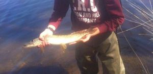 Northern Pike