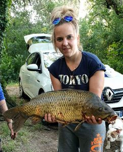 Common Carp