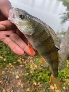 European Perch