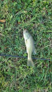 Largemouth Bass
