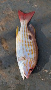 Black Spot Snapper