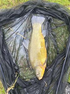 Tench
