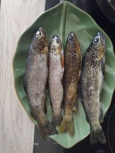 Brown Trout