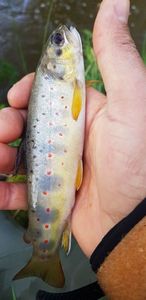 Brown Trout