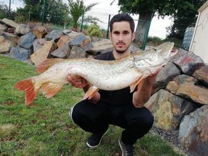 Northern Pike