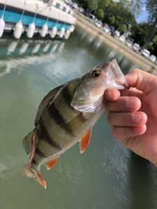 European Perch