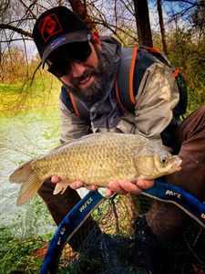 Crucian Carp