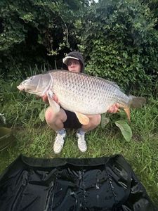 Common Carp