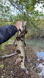 Northern Pike
