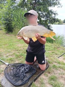 Common Carp