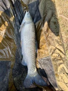 Grass Carp