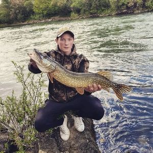 Northern Pike