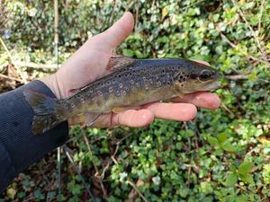 Brown Trout