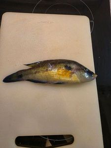 Corkwing Wrasse