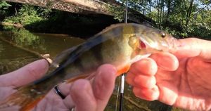 European Perch