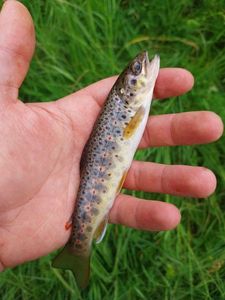 Brown Trout