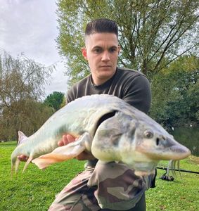 Sturgeon