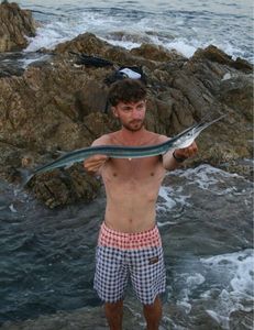 Garfish