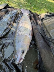 Grass Carp