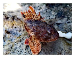 Brown Scorpionfish