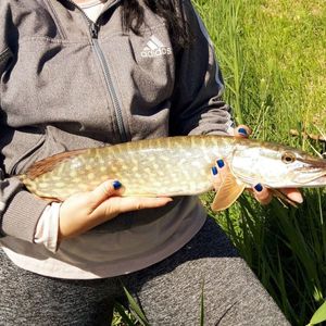 Northern Pike
