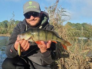 European Perch