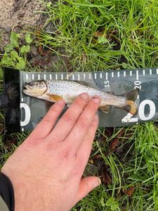 Brown Trout