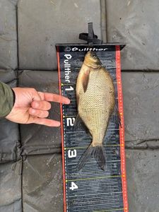 Common Bream