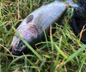 Rainbow Trout