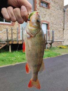 European Perch