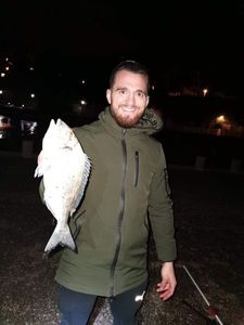 Gilthead Seabream