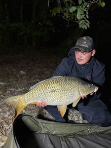 Common Carp
