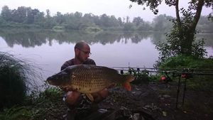 Common Carp